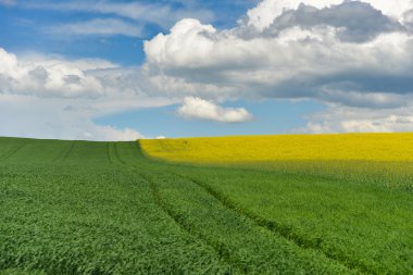 Bahar alan taze yeşil saman ve sarı çiçek, tecavüz. Bulutlu