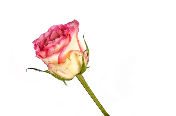 Schöne und sanfte einzelne rosa Rose isoliert auf weißem Hintergrund — Stockfoto