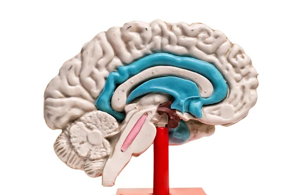 Primer plano de un modelo de cerebro humano sobre fondo blanco —  Fotos de Stock