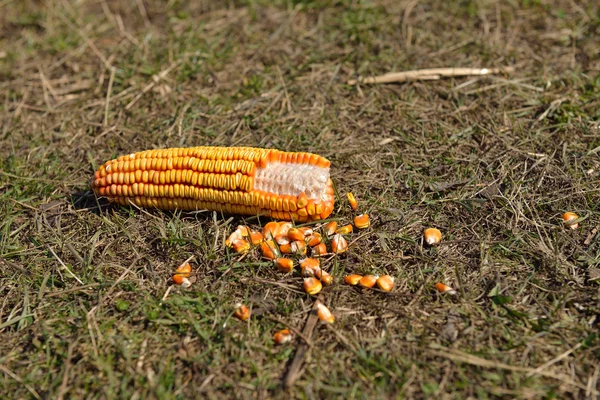 Mais mit losem Samen auf grünem Gras — Stockfoto