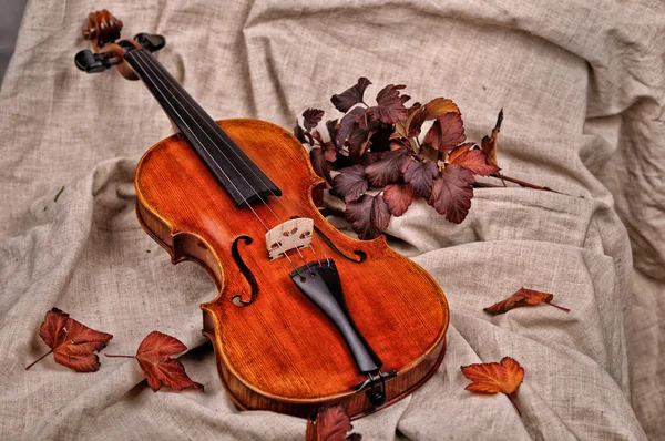 Violino isolato e foglie autunnali su sfondo marrone — Foto Stock