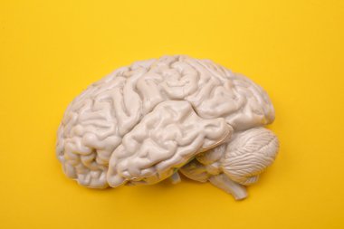 3D human brain model from external on yellow background