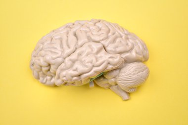 3D human brain model from external on yellow background