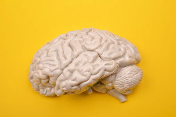3D menschliches Gehirnmodell von außen auf gelbem Hintergrund — Stockfoto