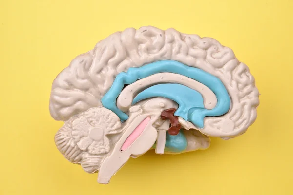 3D detalhes do modelo do cérebro humano de dentro no fundo amarelo — Fotografia de Stock