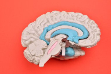 3D human brain model from external on red background