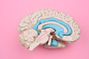 3D insan beyni modelinden pembe bir arka plan üzerinde dış
