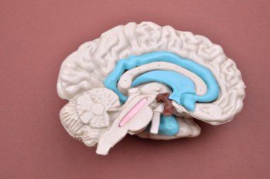 3D insan beyni modelinden pembe bir arka plan üzerinde dış