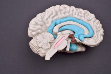 3D insan beyni modelinden mor zemin üzerine dış