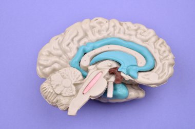3D insan beyni modelinden mor zemin üzerine dış