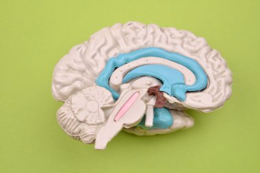 3D insan beyni modelinden dış arka planı yeşil adam üzerinde