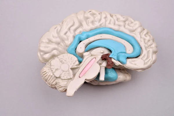Modelo de cerebro humano 3D desde el exterior sobre fondo gris —  Fotos de Stock