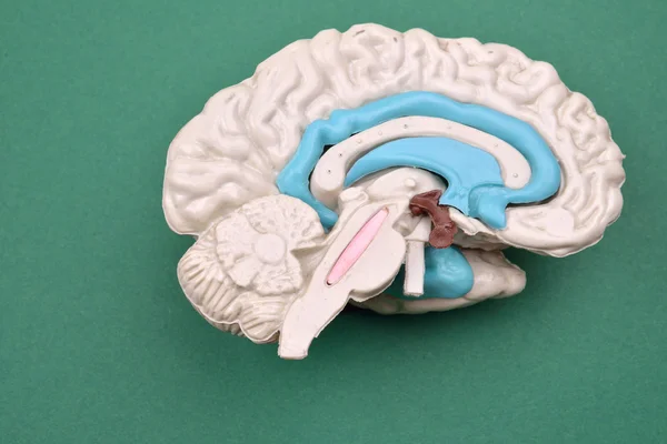 Modèle 3D du cerveau humain à partir de l'extérieur sur fond vert backgroun — Photo