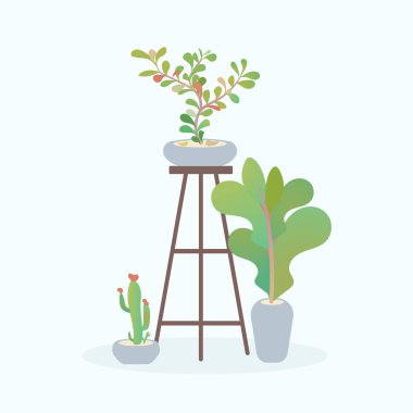 Bitkiler, saksı yeşili, dekoratif vazo, ev bitkileri, bahçıvanlık, yeşillik, sürdürülebilir yaşam tarzı