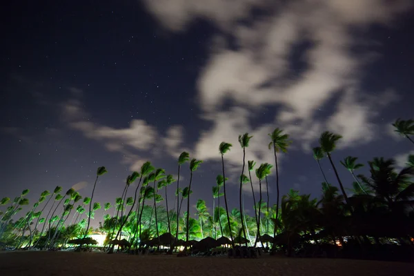 A beautiful night sky, stars and the palm trees — Stock Photo, Image