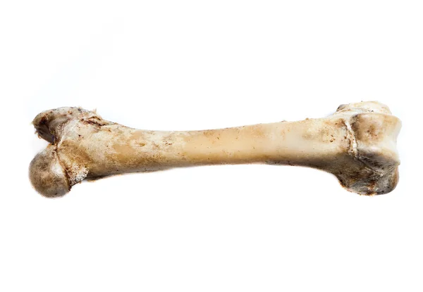 Старая кость изолированы на белом фоне — стоковое фото