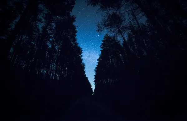 Un bel cielo notturno, la Via Lattea e gli alberi — Foto Stock