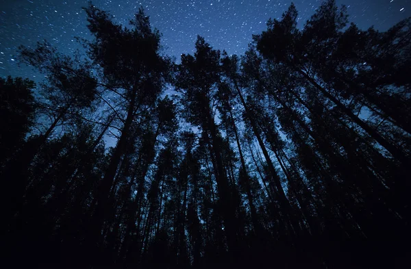 Un hermoso cielo nocturno, la Vía Láctea y los árboles —  Fotos de Stock