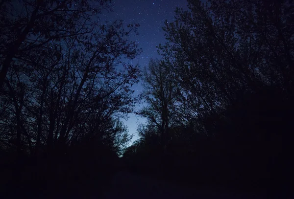 美丽的夜空，银河和树木 — 图库照片
