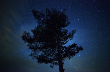 Güzel bir gece gökyüzü, Samanyolu ve ağaçlar