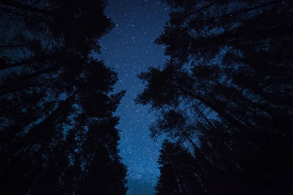 美しい夜空と天の川と木々が — ストック写真