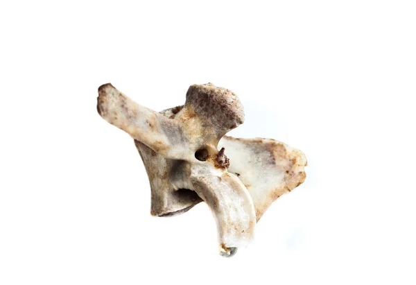 Старая кость изолированы на белом фоне — стоковое фото