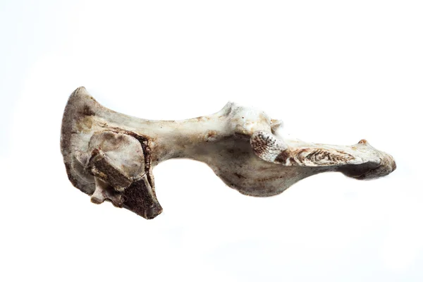 Gamla ben isolerad på vit bakgrund — Stockfoto