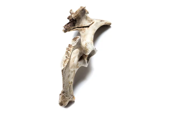 Stare kości na białym tle — Zdjęcie stockowe