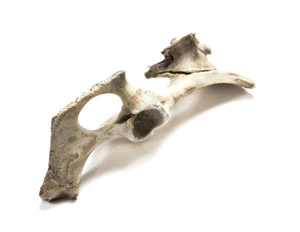 Old bone isolated on white background — Stock Photo, Image