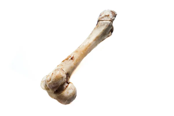 Vecchio osso isolato su sfondo bianco — Foto Stock