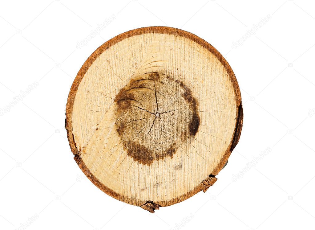 Tree rings close up isolated on white background