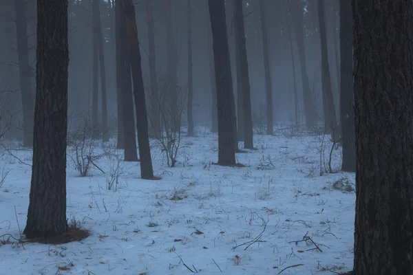 Bosque de invierno sombrío, niebla — Foto de Stock