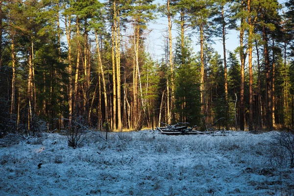 Zonsondergang in een winter forest — Stockfoto