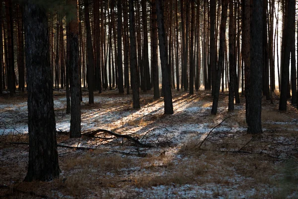 Zonsondergang in een winter forest — Stockfoto