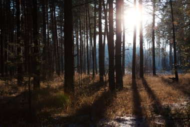 bir kış ormanda günbatımı