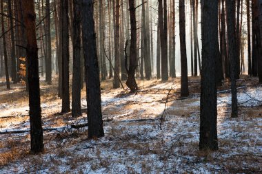 bir kış ormanda günbatımı