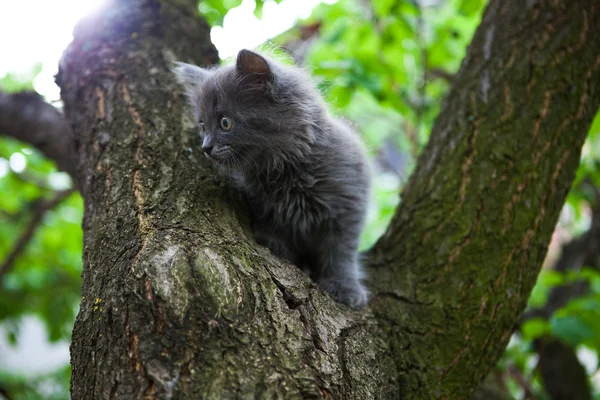 打树上的小猫 — 图库照片