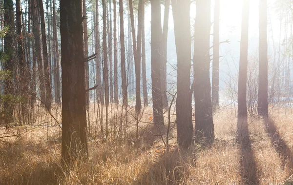 Puesta de sol en un bosque de invierno — Foto de Stock