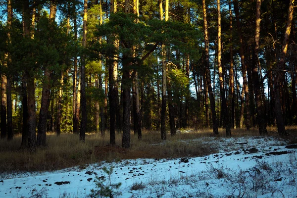Puesta de sol en un bosque de invierno — Foto de Stock