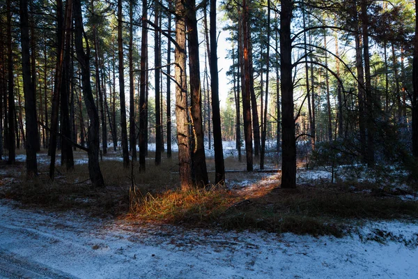 Zonsondergang in een winter forest — Stockfoto