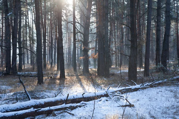 Puesta de sol en un bosque de invierno — Foto de Stock