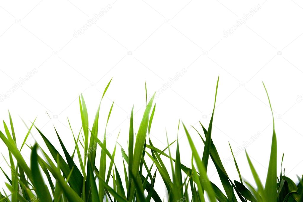 Green grass isolated on a white background