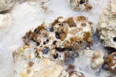 Deniz kestanesi kaya