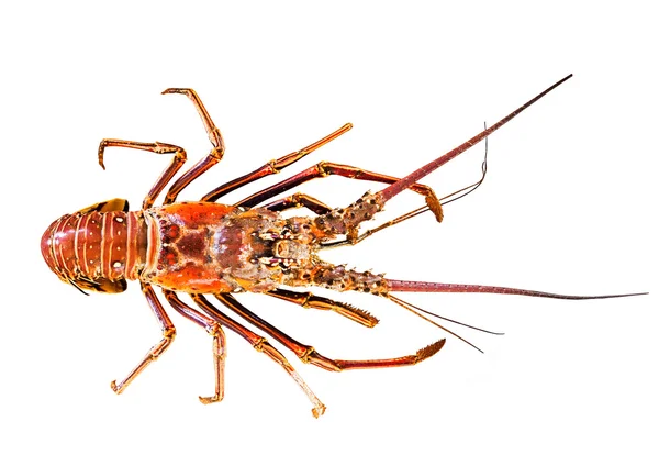 Grand homard isolé sur fond blanc Images De Stock Libres De Droits