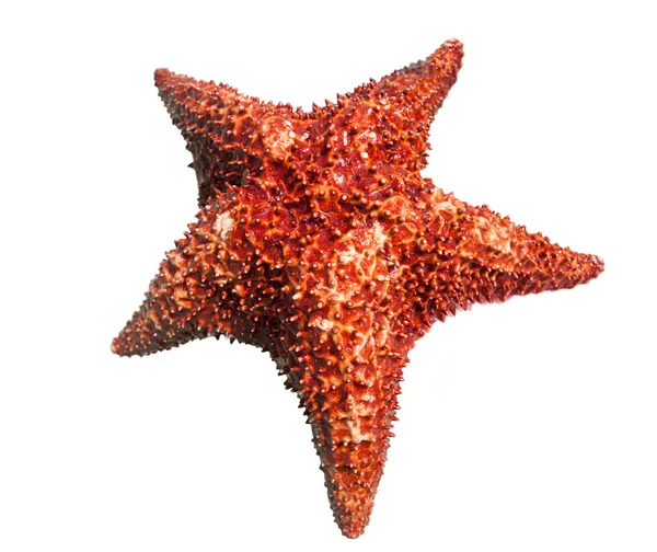Starfish isolated on a white background — Stock Photo, Image
