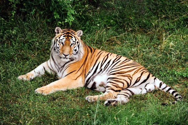Портрет амурского тигра на траве в летний день. — стоковое фото