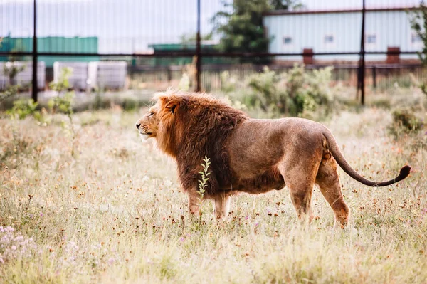 Singolo leone maschio ritratto. Grande leone guardando fuori. — Foto Stock