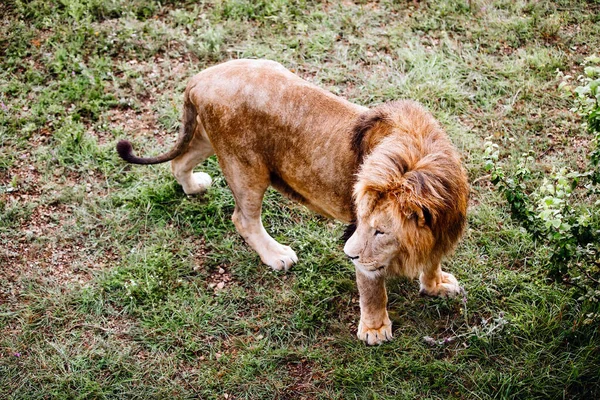 Portrait de lion mâle unique. Gros lion regardant dehors. — Photo