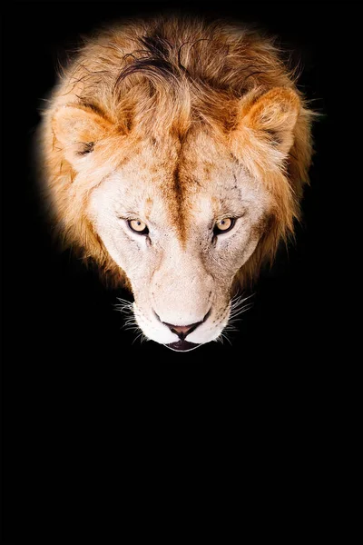 黒い背景にライオンの肖像画。アフリカの雄ライオンはカメラを見て. — ストック写真