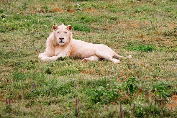Velký bílý lev, Panthera Leo, portrét. Velký samec lev se dívá do kamery. — Stock fotografie